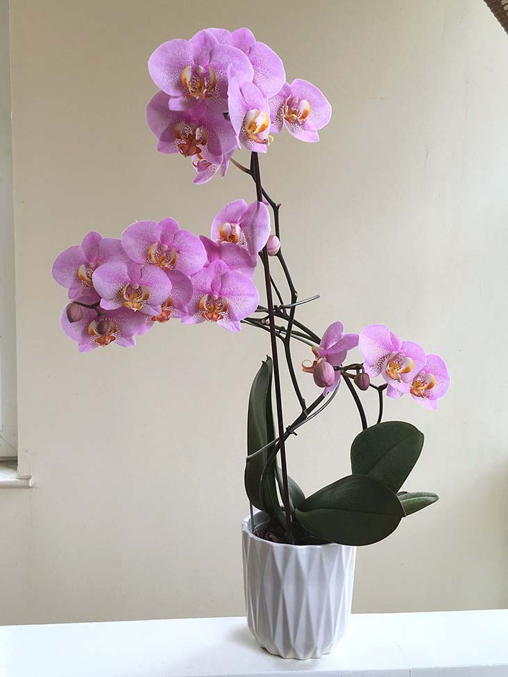 Orquídea