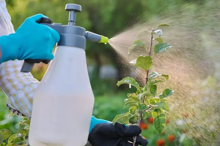 Súper fungicida casero para plantas: ¡No es tóxico y es fácil de hacer! – Mis Consejos Jardinería