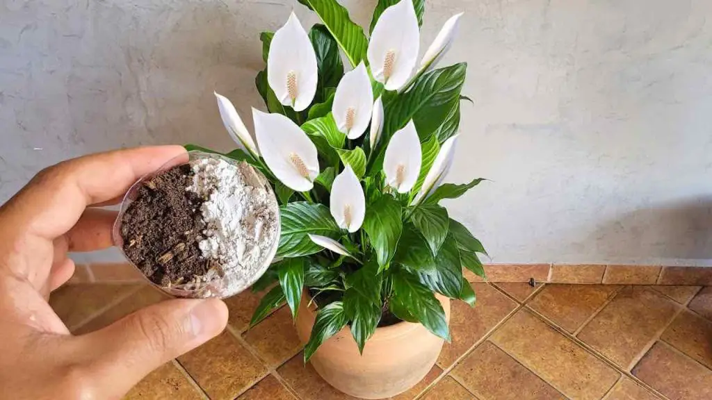 Este remedio vale oro para el lirio de la paz, estará saludable y próspero durante años. – Mis Consejos Jardinería