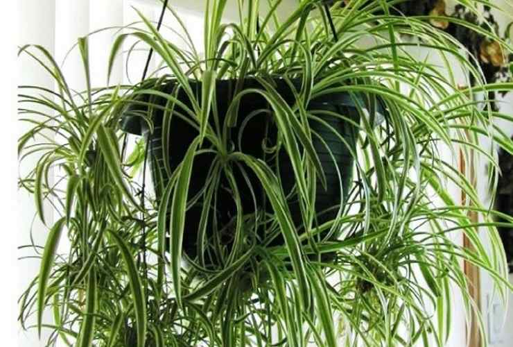 Planta