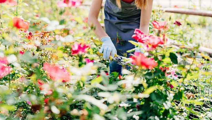 Cuidando las plantas