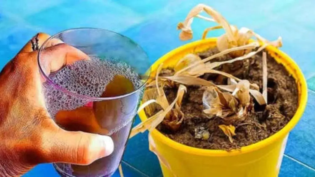 Planta muerta, no la tires: comprueba la jugada de los jardineros para revivirla inmediatamente – Mis Consejos Jardinería