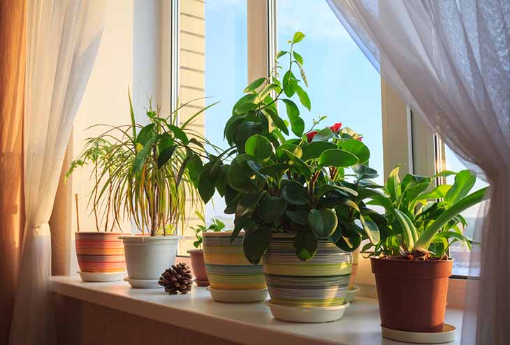plantas en maceta1