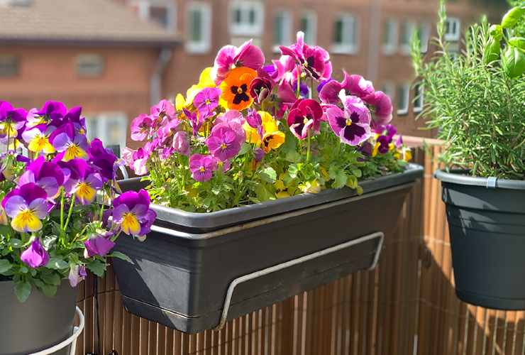Plantas floreciendo