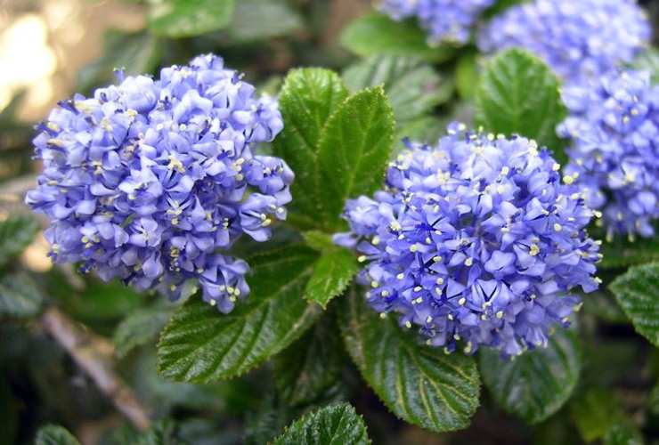 flores caseras