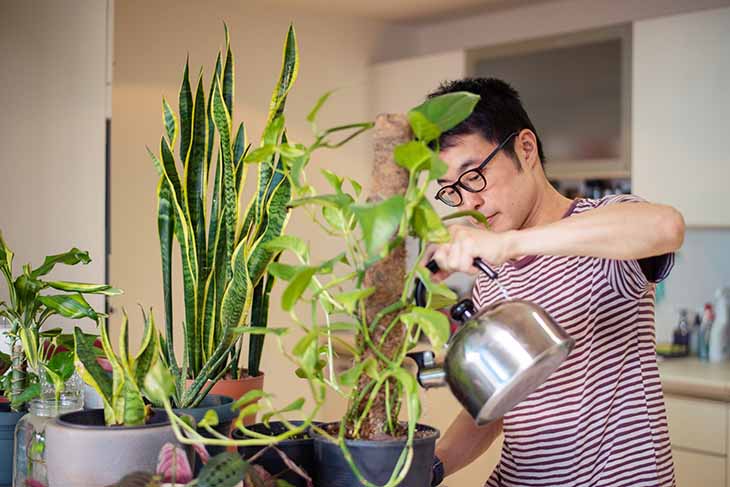 regar las plantas