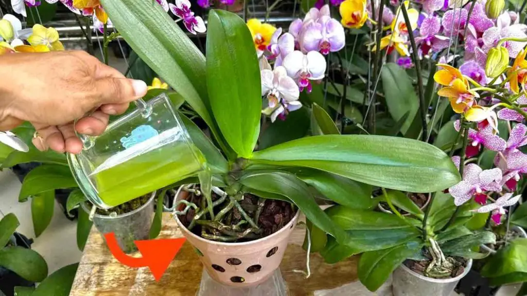 Si echas 1 taza de este ingrediente no tienes idea de cuantas orquideas florecen – Mis Consejos Jardinería