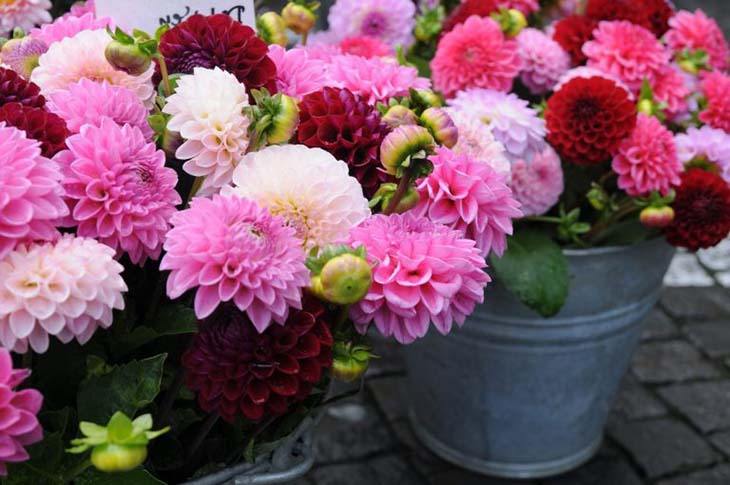 dalia