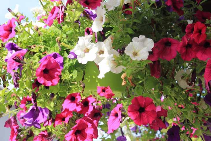 petunia