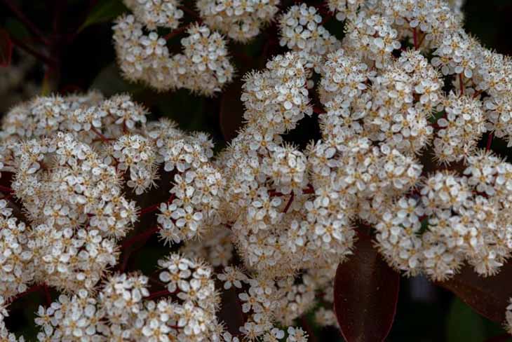viburnum