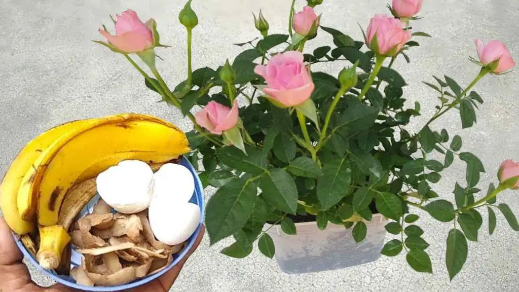Estos ingredientes valen oro para las plantas: nunca habían sido tan exuberantes – Mis Consejos Jardinería