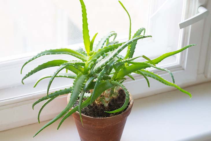 Aloe vera