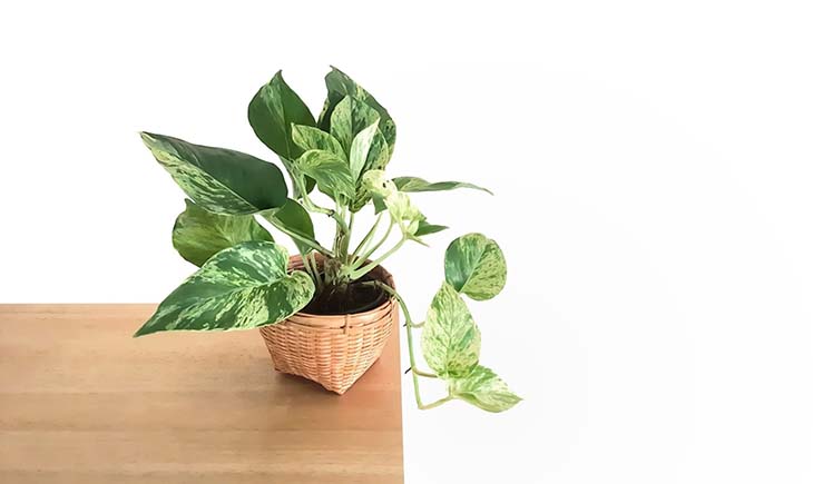 Epipremnum aureum