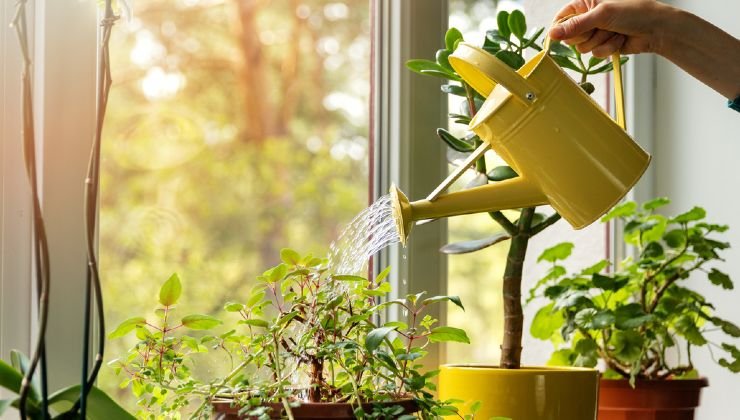 fungicida para plantas