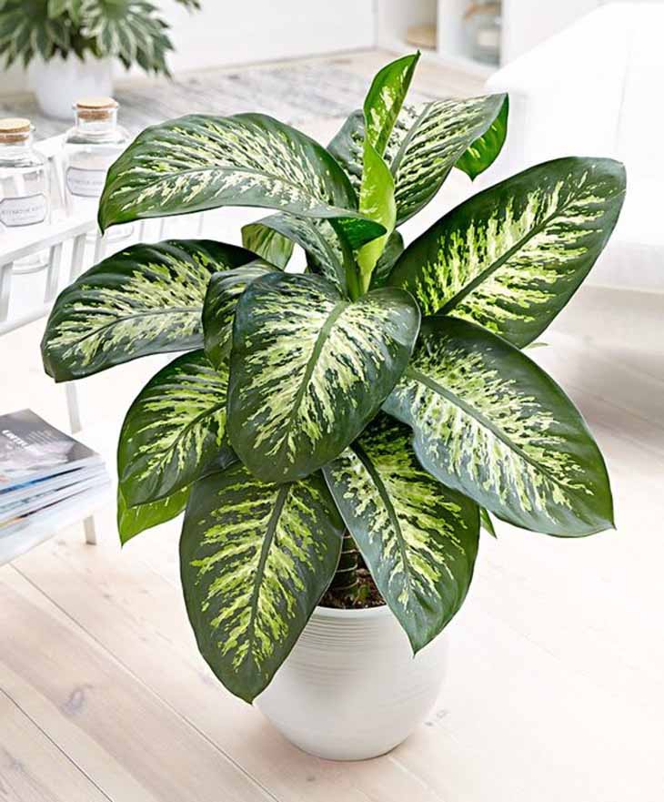 Dieffenbachia