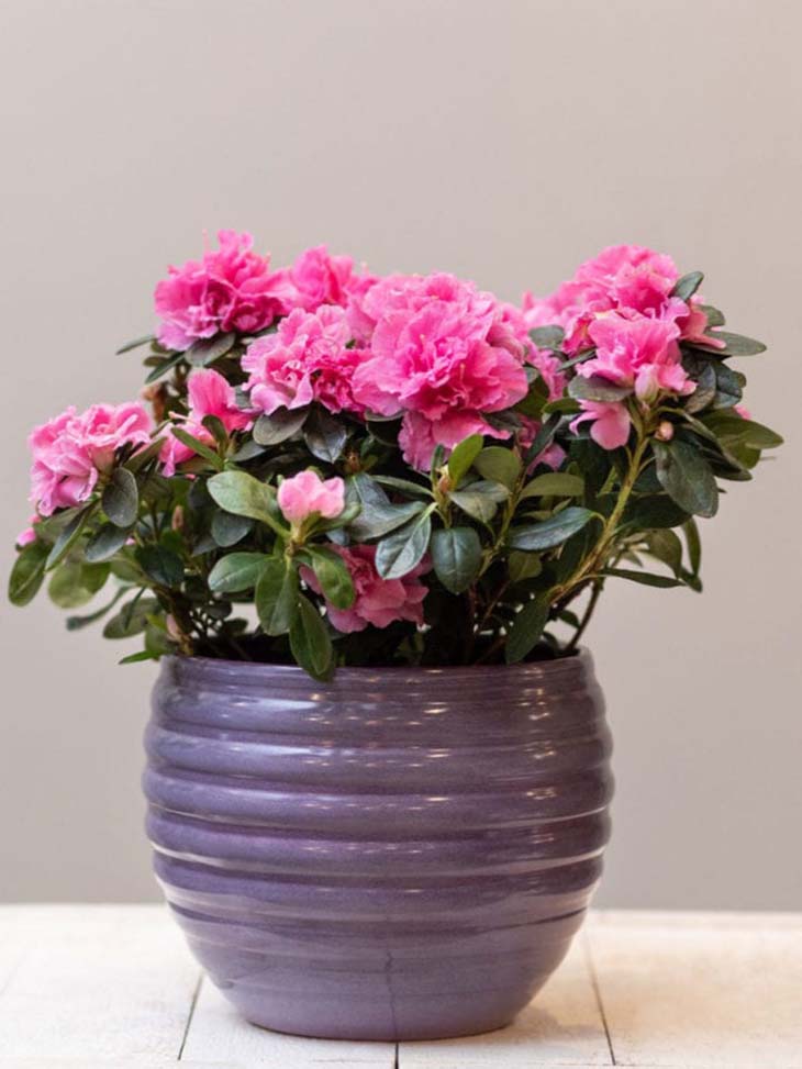 Rododendro