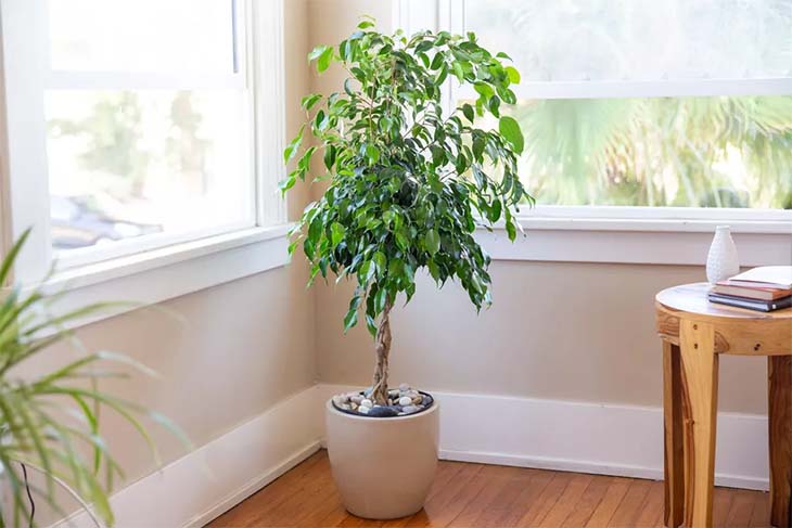 ficus benjamina