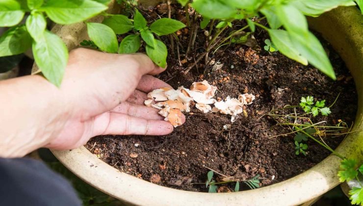 cáscaras de huevo en las plantas