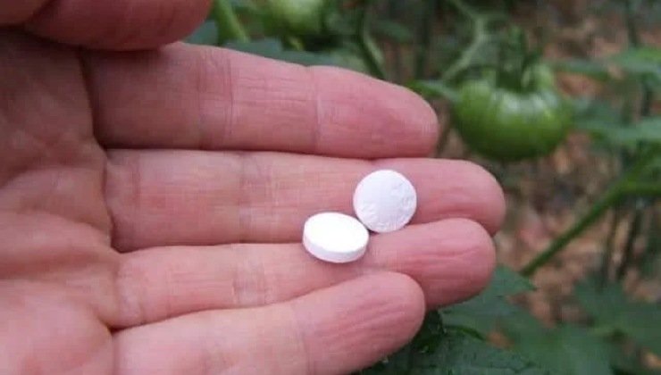 aspirina en las plantas