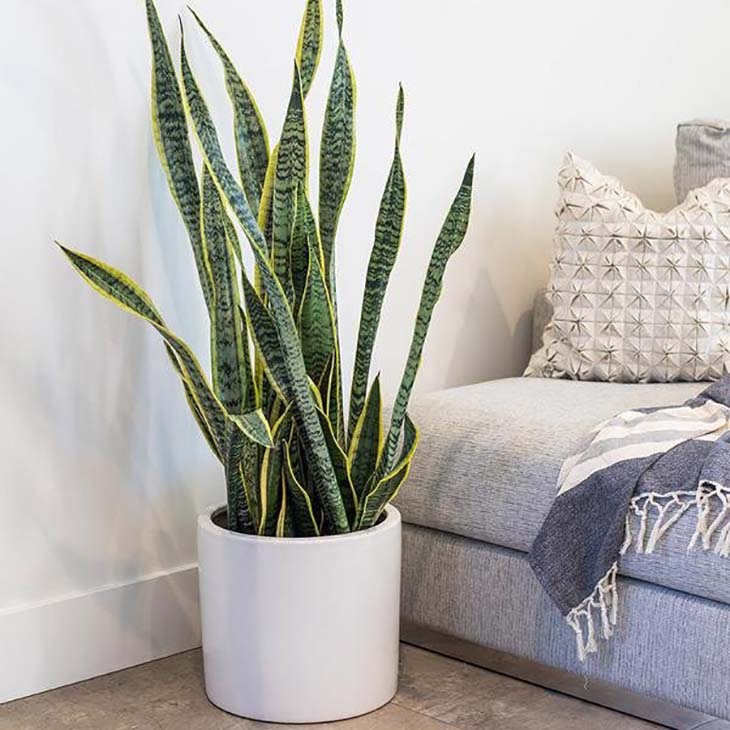 sansevieria