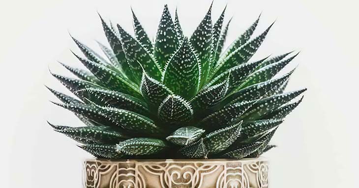 haworthia