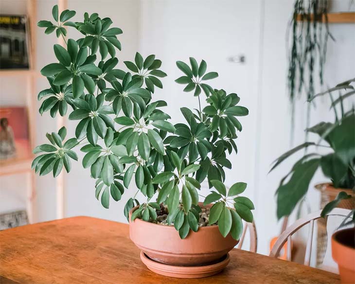 Schefflera