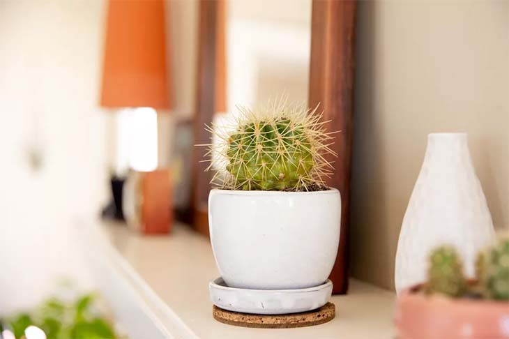 Equinocactus