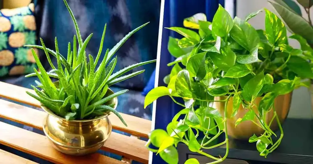 10 plantas de interior resistentes y fáciles de cuidar – Mis Consejos Jardinería