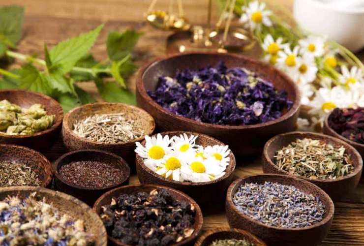 Plantas medicinales