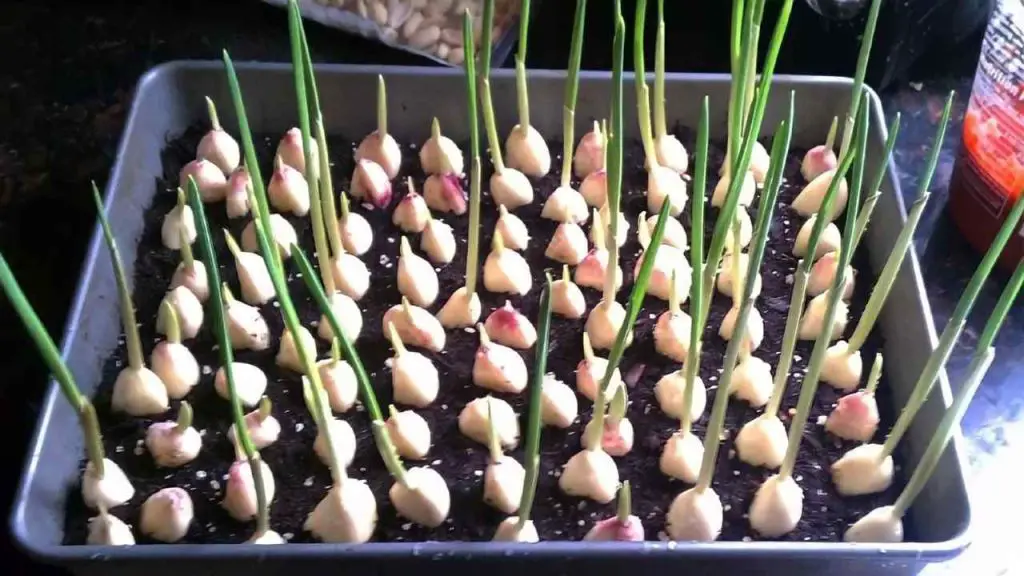Ajo, con este método lo multiplicas hasta el infinito – lo hacen los jardineros – Mis Consejos Jardinería