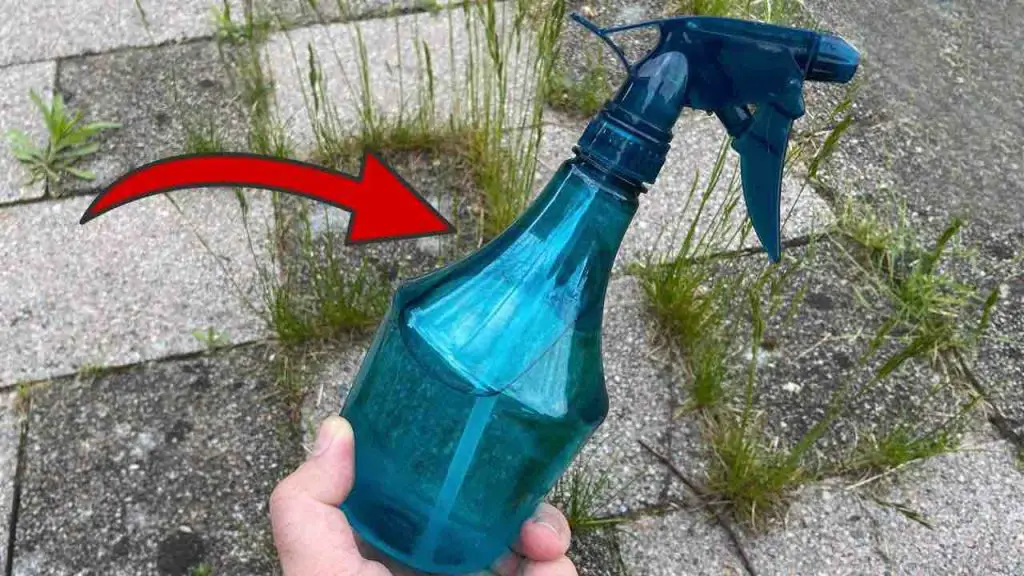 Malas hierbas y musgo en el jardín, basta con pulverizarlo para eliminarlos definitivamente – Mis Consejos Jardinería