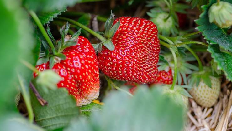 fresas en tubo