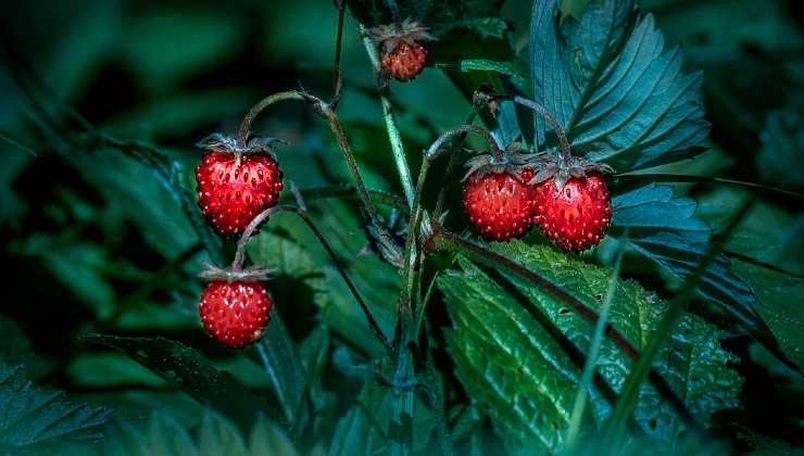 cultivar fresas