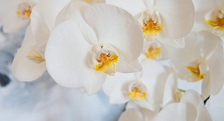 orquídeas blancas
