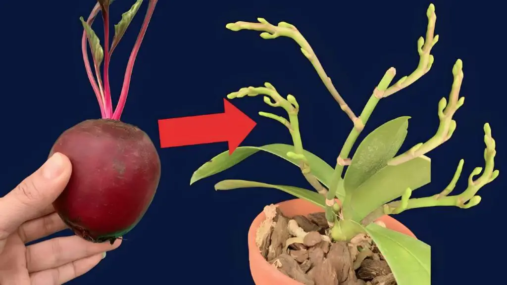 Todo lo que se necesita es esta verdura de temporada para que el jardín de orquídeas explote – Mis Consejos Jardinería