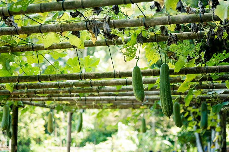 pepinos