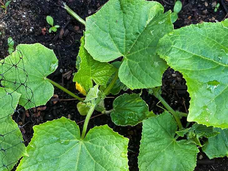 plantar semillas de pepino