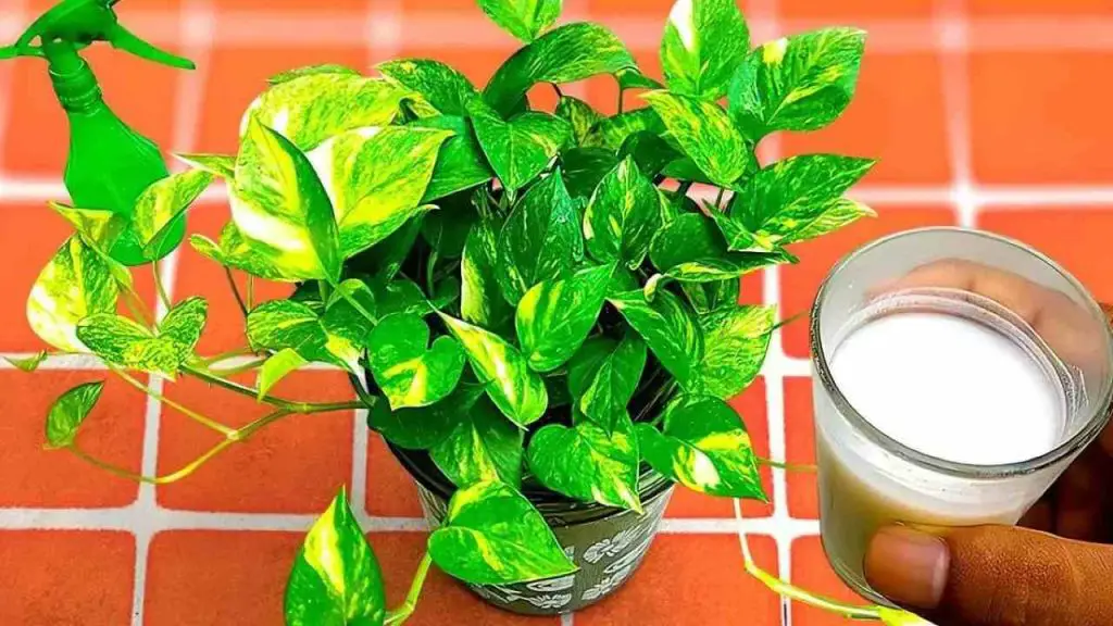 Fertilizante natural que hace crecer todas las plantas: lo puedes encontrar directamente en la cocina – Mis Consejos Jardinería