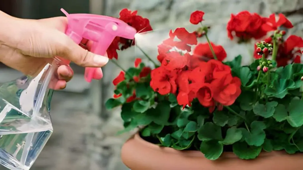 Así es como tener geranios llenos de flores: hay que regarlos así para tenerlos siempre frondosos – Mis Consejos Jardinería