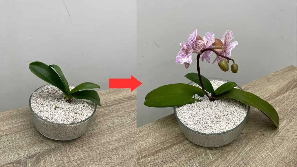 Usa esto en lugar de tierra, nunca has tenido orquídeas así: estarán muy frondosas – Mis Consejos Jardinería