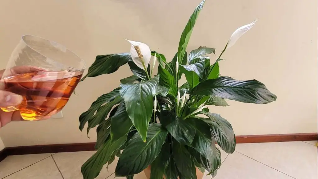 Lirio de la paz, este líquido vale oro: explotará muchas hojas verdes saludables – Mis Consejos Jardinería