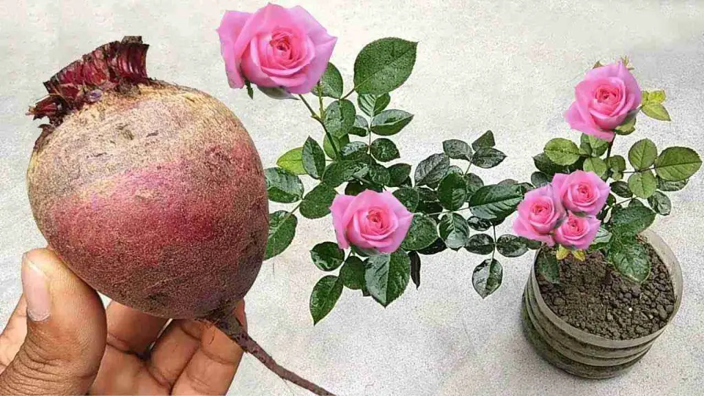 Este fertilizante natural hará que florezca una avalancha de flores en cualquier planta. – Mis Consejos Jardinería