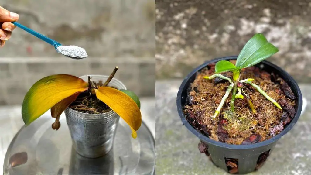 Orquídea podrida y moribunda, una cucharada de esta es suficiente para revivirla en 1 momento – Mis Consejos Jardinería
