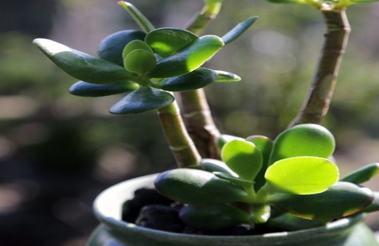 Árbol de jade al sol, ¿qué podría pasarle? – Mis Consejos Jardinería