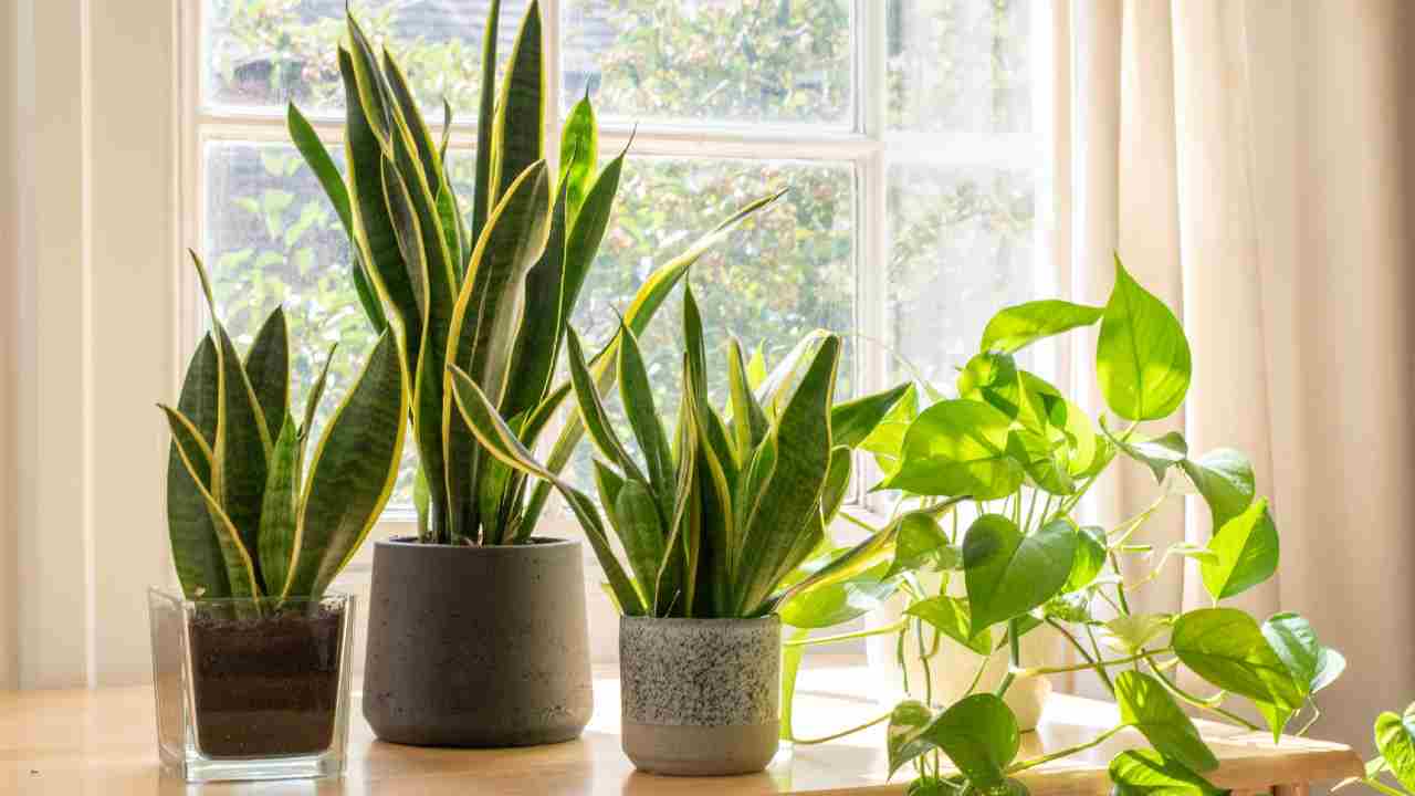 Planta