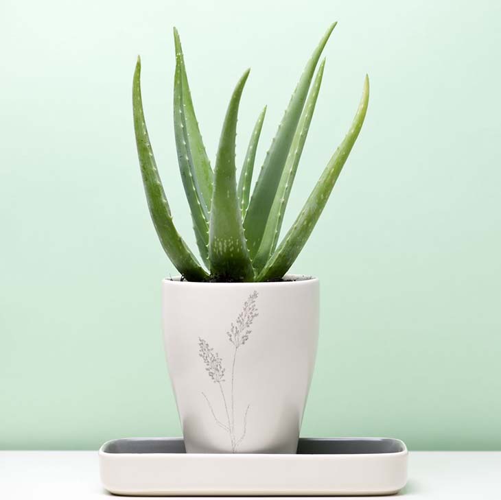 Aloe vera