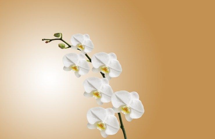 Orquídeas en flor incluso en verano