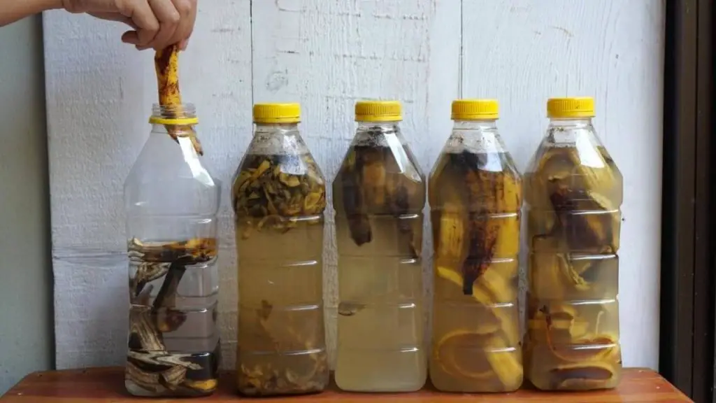 Remoje las cáscaras de plátano en 1 botella de agua: lo que sucede momentos después – Mis Consejos Jardinería