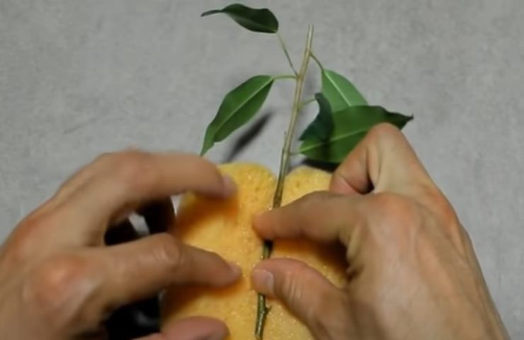 Esponja y corte 