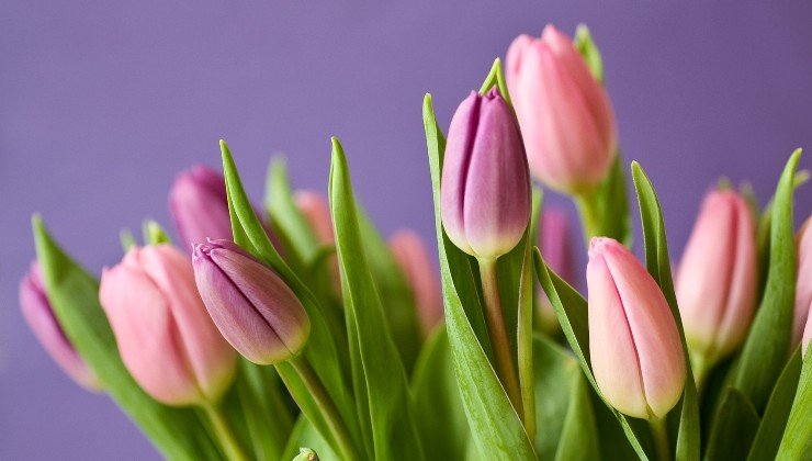 tulipanes en maceta